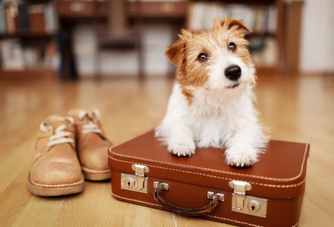 Pet Boarding vacation while his owners are away