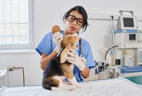 Veterinarian performing a routine wellness exam on a beagle