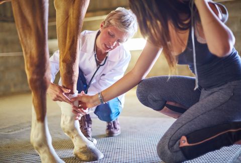 Veterinarian providing specialty care for a horse's leg.