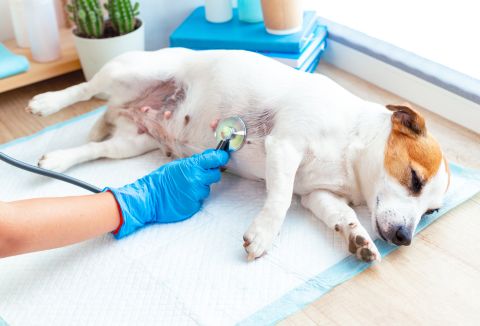 veterinarian performing a test and post op diagnostic on a dog