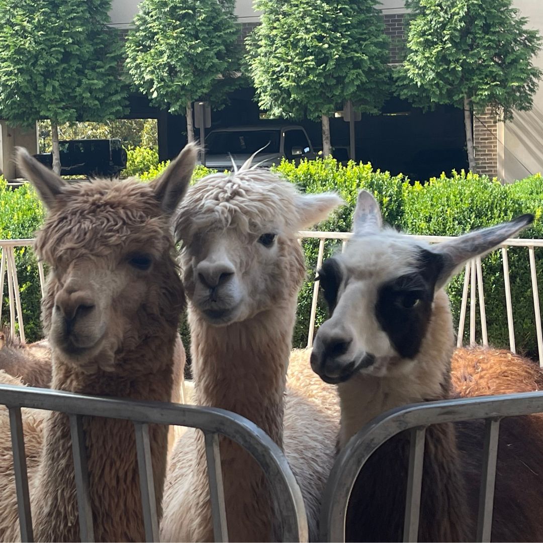 Llamas